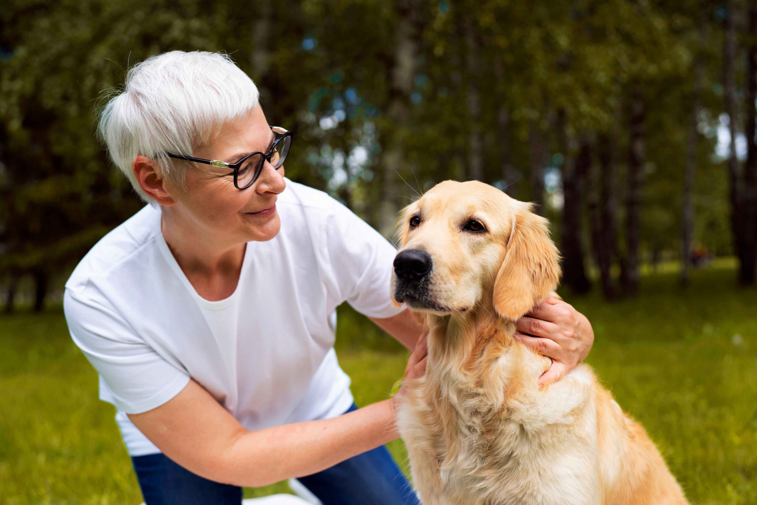 Golden Retrievers for elderly